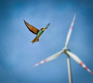 Beca de Doctorado en Recursos Naturales Renovables 2026